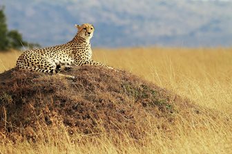 Národní parky Keňa, safari a gepard