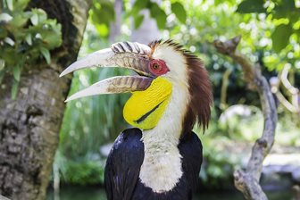 Bali Bird Park