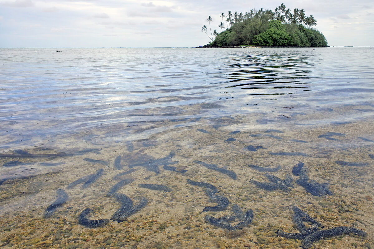 Mořské okurky v laguně Muri.