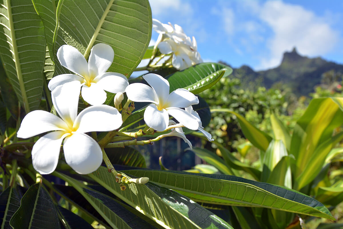 Fauna a flóra Cookovy ostrovy: Rarotonga překypuje exotickou květenou.