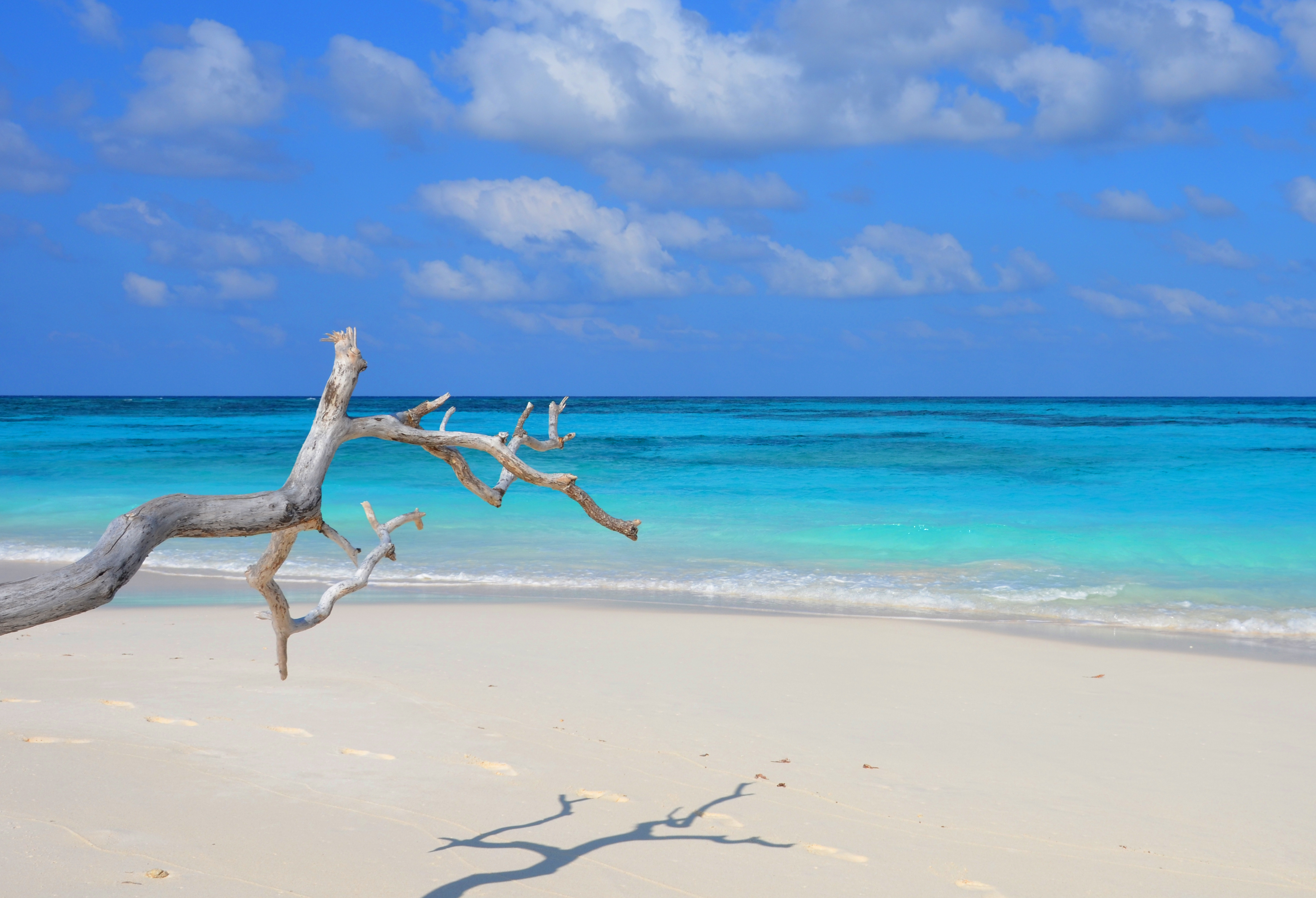 Bird Island Bird Island