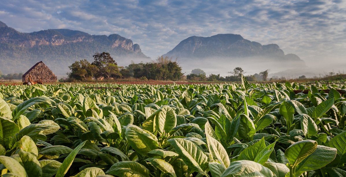 Tabákové plantáže Viňales