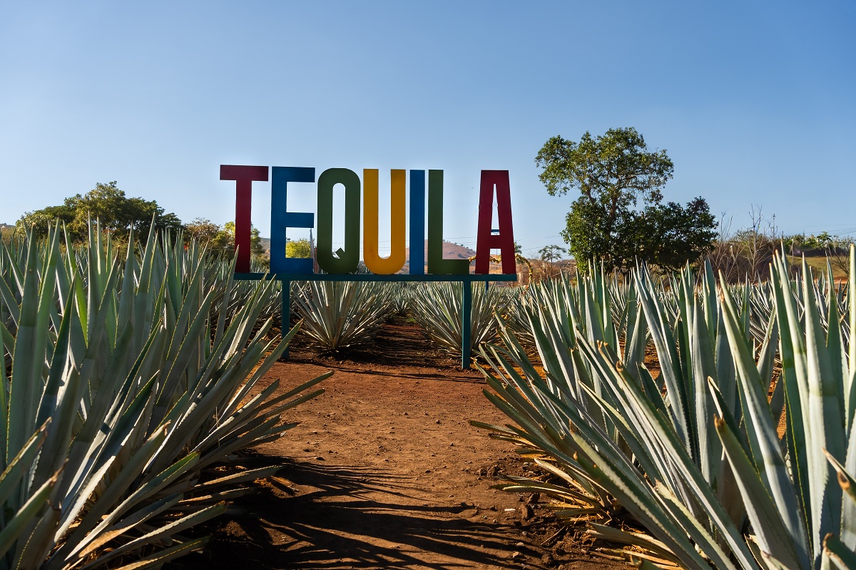 Mexiko, pole s agáve, ze které se vyrábí tequila