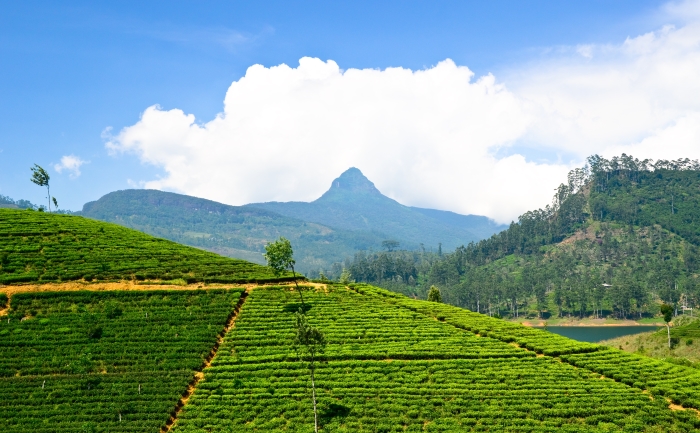 Čajové plantáže na Srí Lance Sri-Lanka-Cajove-plantaze-na-Sri-Lance.jpg