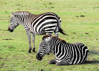 Národní park Tsavo West, zebry