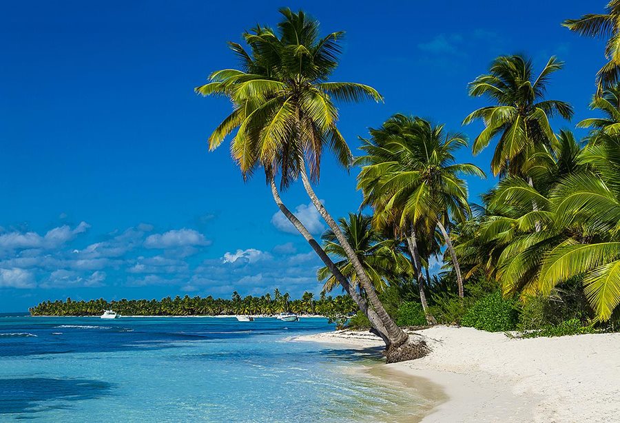 Palmy na Bahamách Palmy na Bahamách