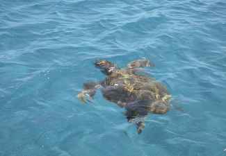 Recko-7-Zakynthos-Zelvy-Caretta-Caretta-jsou-na-Zakynthu-prisne-chranene.jpg