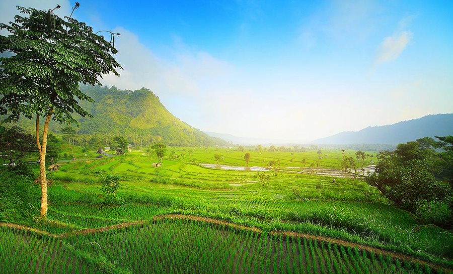 Bali, rýžová políčka Bali, rýžová políčka