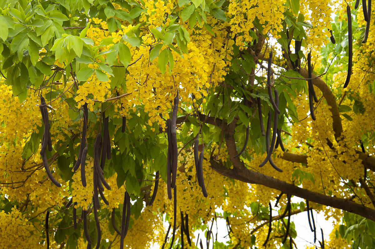 Kasie obecná s typickými žlutými květy.