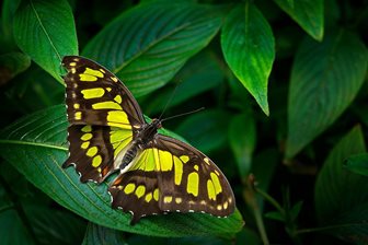 Butterfly House