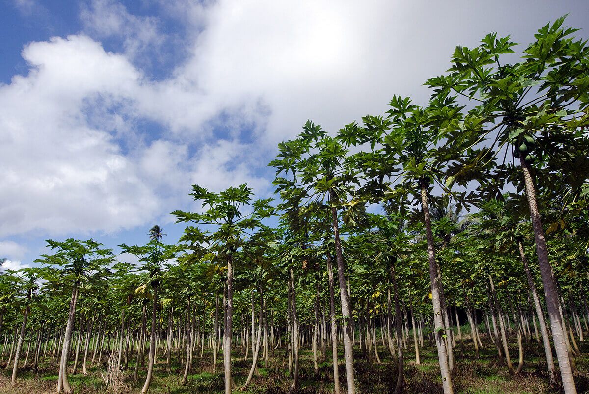 Sady papájových stromů na ostrově Rarotonga.
