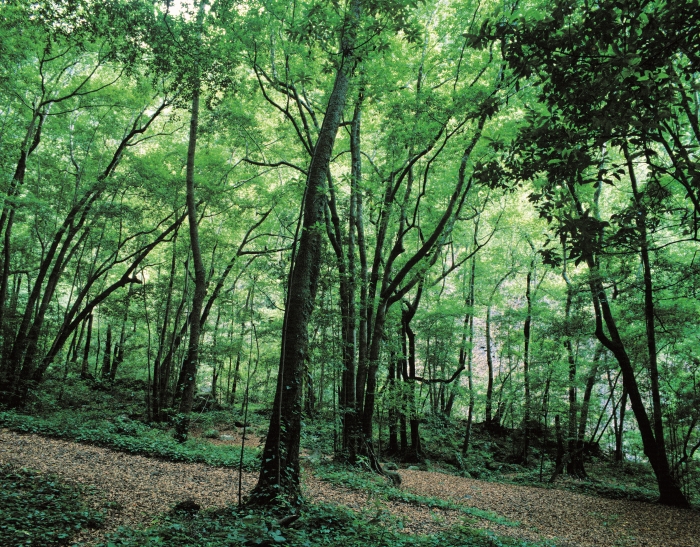 Spanelsko-07-La-Palma-Biosfericka-rezervace-Los-Tilos-na-La-Palme.jpg