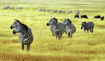 Národní parky Keňa, safari a zebry