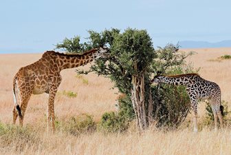 Národní parky Keňa, safari a žirafy