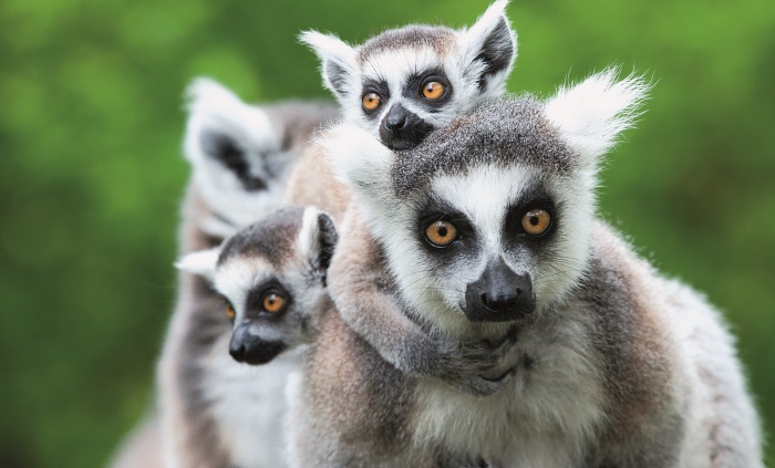Madagaskar-Lemuri-jsou-typickymi-savci-Madagaskaru.jpg